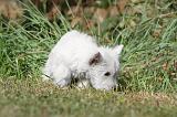 WESTIE 181
